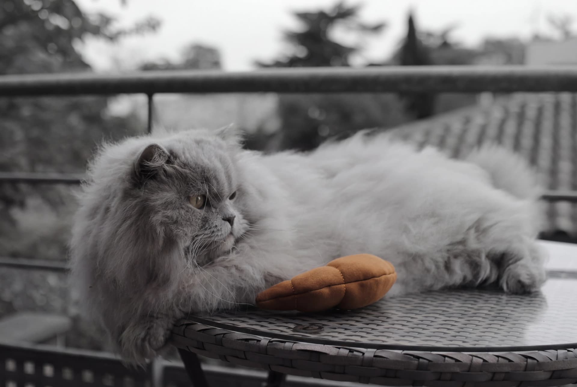Thelonious mit Le Croissant